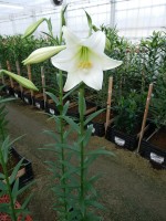 [5150 White Fox 18 ST No02.JPG]